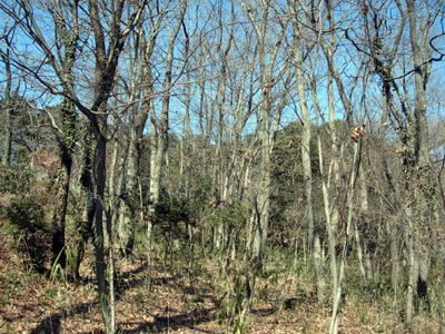 e0097534_11292113.jpg