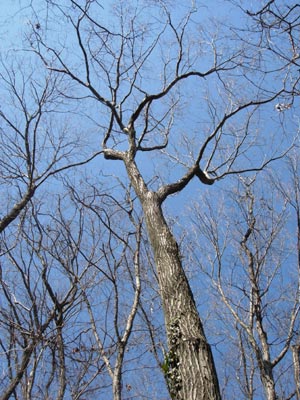 e0097534_1130167.jpg