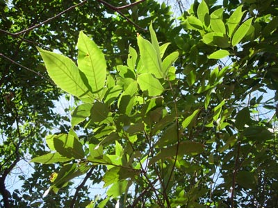 e0097534_11373295.jpg