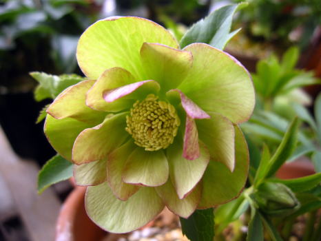 c0147952_21594754.jpg
