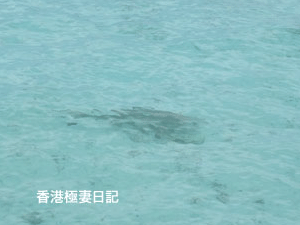 f0190653_12474753.gif