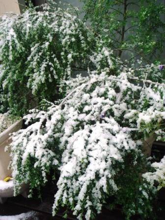 3月の雪_a0163160_11162634.jpg
