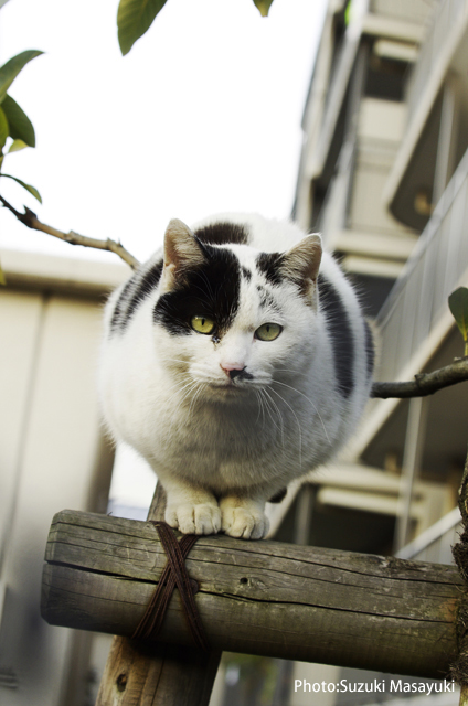 そのフェンス越しに訴える白黒猫に。。_b0174465_70253.jpg