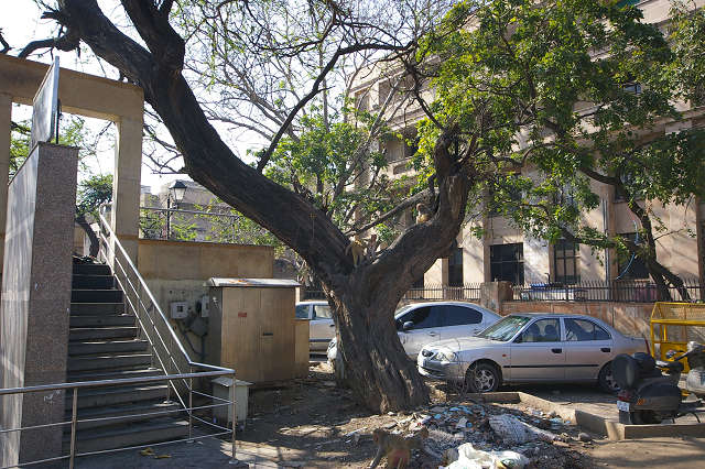 インド滞在記2011 その2: India 2011 Part2_a0186568_13115198.jpg