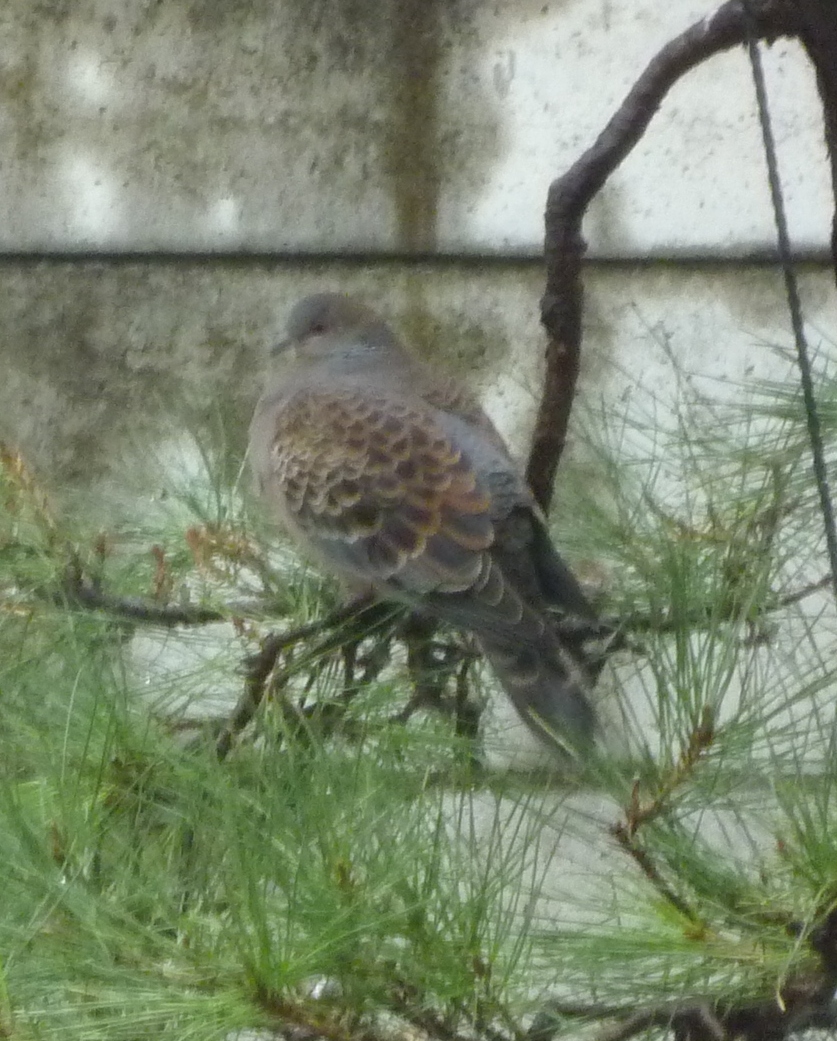 雪の日の鳥たち_c0006568_2019509.jpg