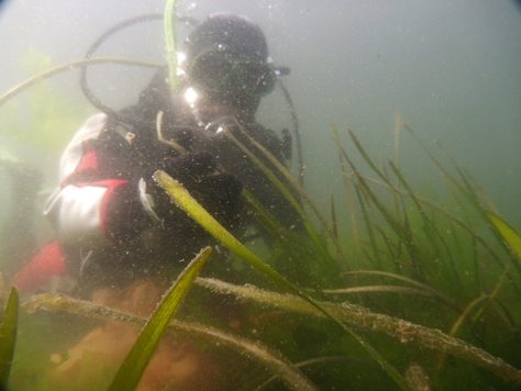 3/4 せんなん里海公園アマモ移植_e0201269_1318276.jpg