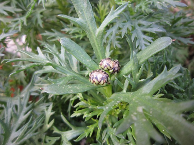 c0202870_9424272.jpg