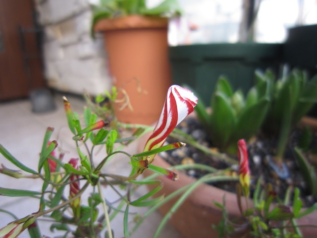 c0202870_9461763.jpg