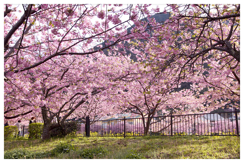 河津桜。（お殿様とお姫様達のお伴で）_c0129381_093767.jpg