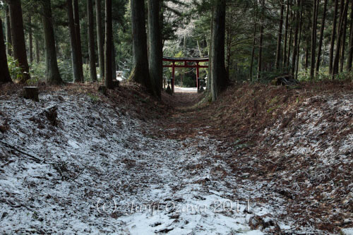 千手観音のブナ　　六戸町　今熊神社_c0195281_915114.jpg