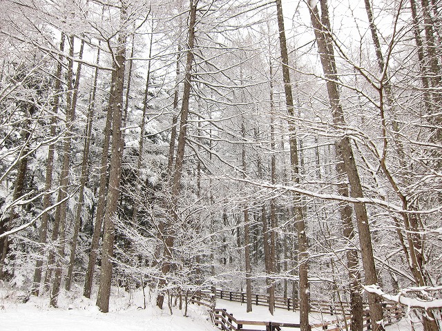 雪が降っています_d0133485_12521464.jpg