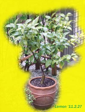 レモンの木～2011年（1）植え替えました_c0139591_8151429.jpg