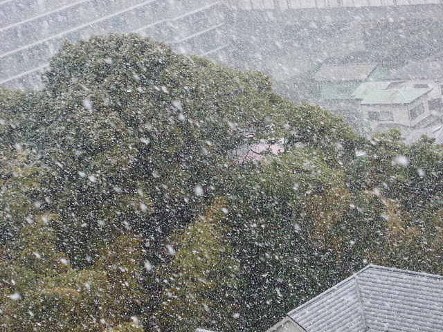 雪♪雪♪_f0128894_9474737.jpg