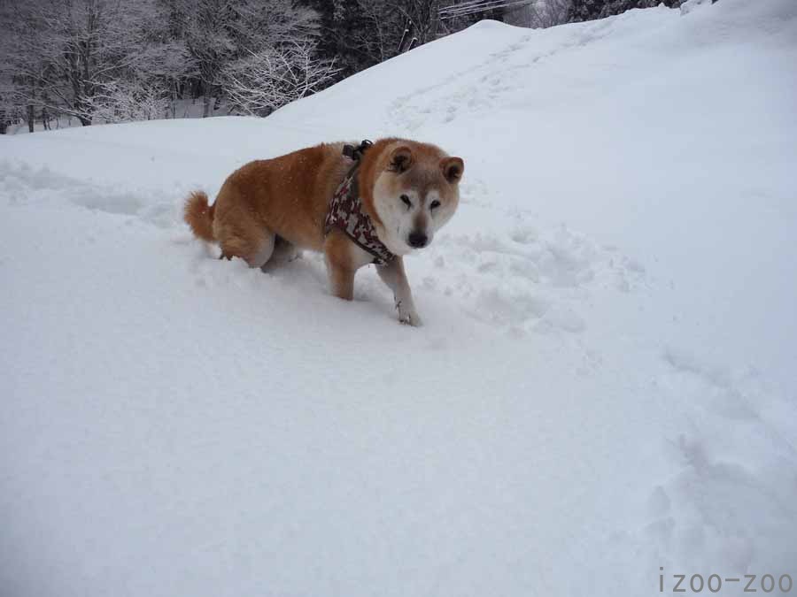 まだまだ雪・ゆき・ユキ_c0223095_10171434.jpg