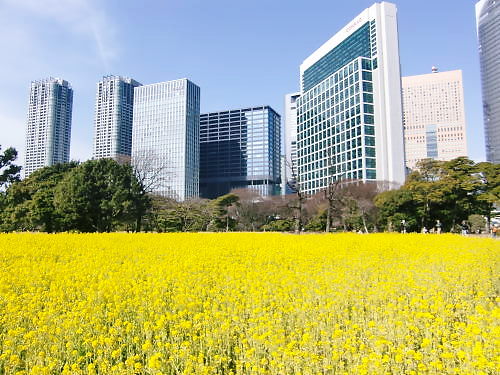 浜離宮恩賜庭園　お花見とお抹茶_d0218895_16355891.jpg