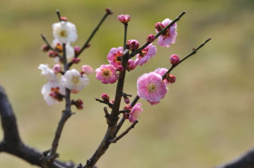 浜離宮恩賜庭園　お花見とお抹茶_d0218895_16422268.jpg