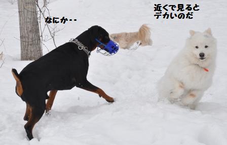 まだまだ雪がいっぱいの犬森_f0212597_8444764.jpg