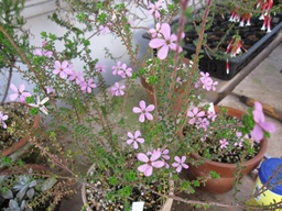 c0117898_20392756.jpg