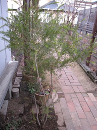 c0117898_20401035.jpg