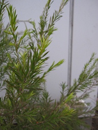 c0117898_20405558.jpg