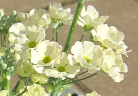 c0117898_20443871.jpg