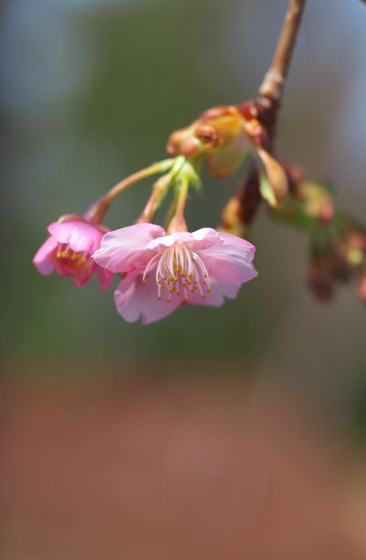 なばなの里で河津桜を少し撮ってきました。_f0000502_20402659.jpg