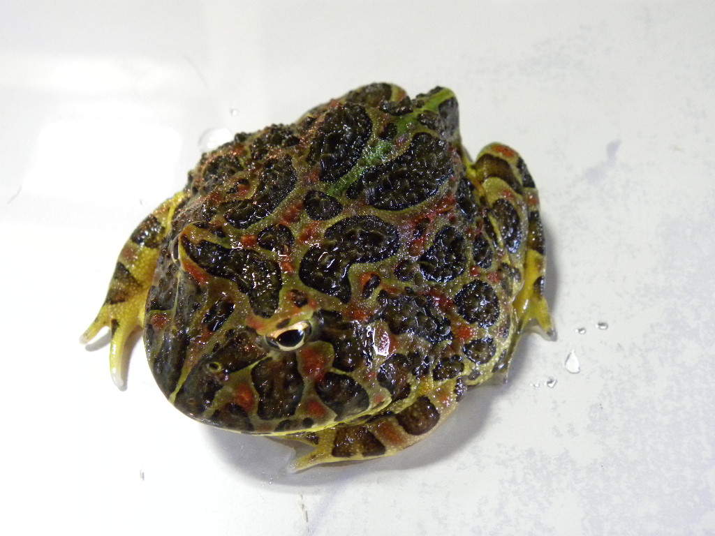 ベルツノガエル どすぐろ個体ヤングサイズ ８０００ Sold Out 爬虫類 販売 専門店 飼育相談 関西レプタイルプロ