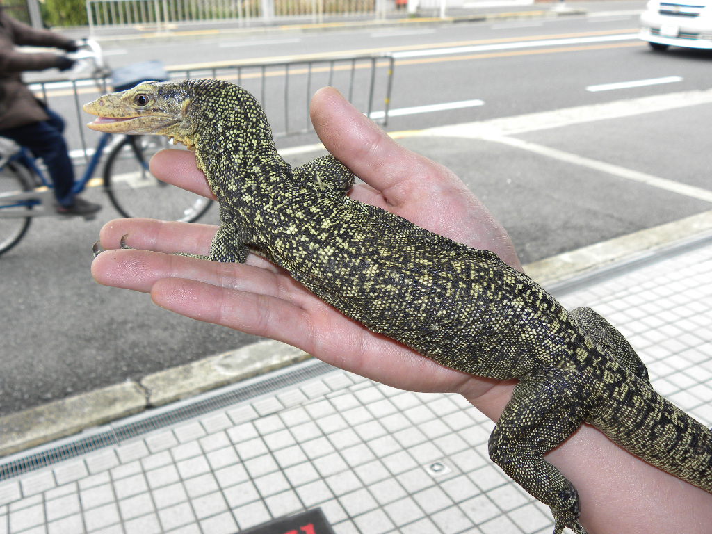 爬虫類 販売 専門店 飼育相談 関西レプタイルプロ 爬虫類 販売 専門店 飼育相談 関西レプタイルプロ