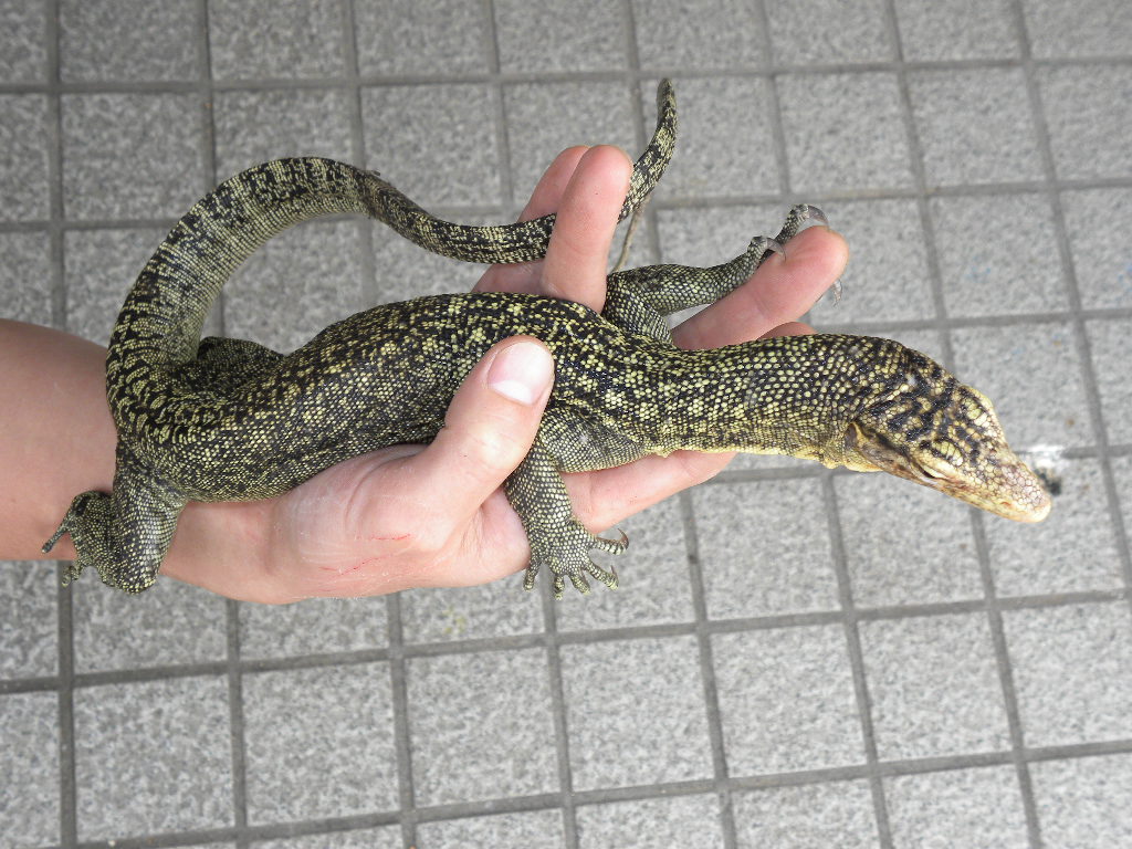 爬虫類 販売 専門店 飼育相談 関西レプタイルプロ 爬虫類 販売 専門店 飼育相談 関西レプタイルプロ