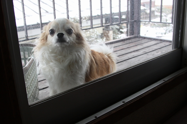 船岡に雪の降った日_c0200810_2314181.jpg