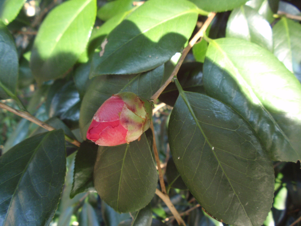b0176111_165245100.jpg