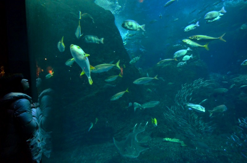 新江の島水族館　Ⅲ_d0065116_18445414.jpg