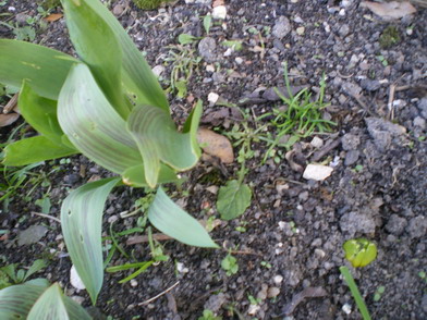 c0124619_5553832.jpg