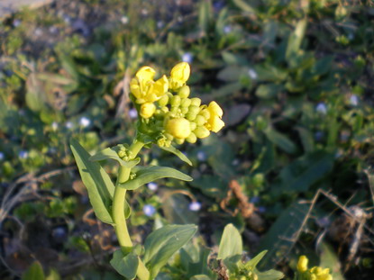 c0124619_615592.jpg