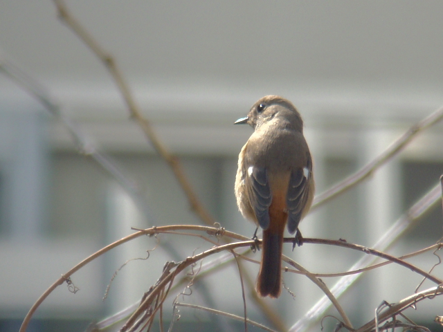 2011年3月6日　我が家の庭が沈丁花の香りに包まれました　in Tokyo_d0129921_0502927.jpg