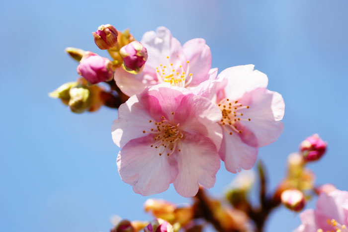 kawadu-sakura_e0077521_233779.jpg