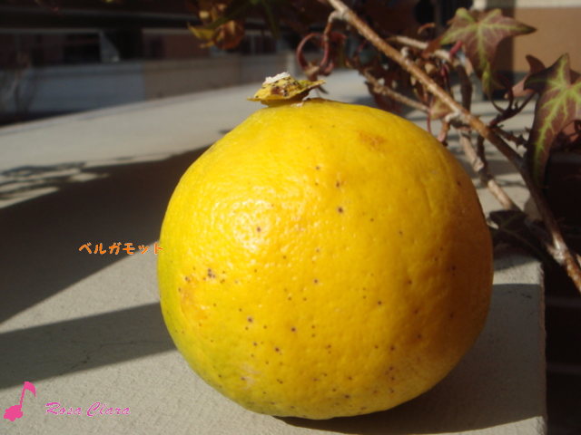 生のベルガモットで本物アールグレイティー ロッサクララのおいしい紅茶じかん ｔｅａ ｇａｒｄｅｎ