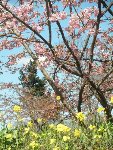 河津桜を見に行って来ました_e0177829_1926574.jpg