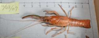 ザリガニのハサミの再生 のどかに ザリガニのハサミの再生 のどかに