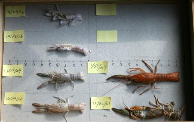 ザリガニのハサミの再生 のどかに
