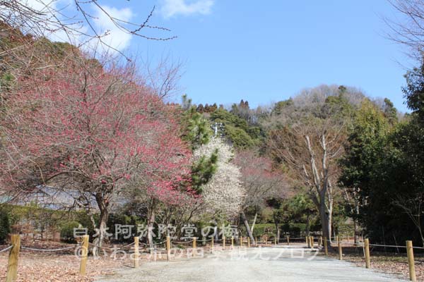 3月8日　国宝・白水阿弥陀堂のウメとヒガンザクラ_f0105342_17253027.jpg