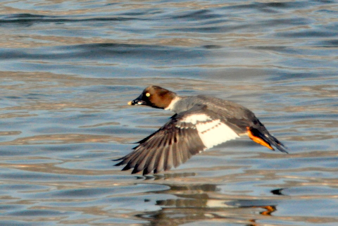 春を待つコオリガモ、オナガガモ、キタキツネ。_b0165760_20292996.jpg