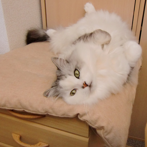 ドキドキ、危険なお昼寝_d0165160_16471769.jpg