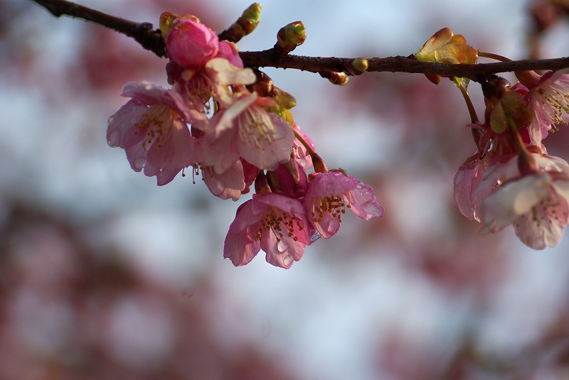 雪と河津桜_e0117266_1032572.jpg