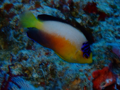 PALAU TOUR<前半KOROR編> PALAU・KOROR_e0184067_19133781.jpg