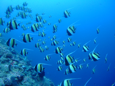 PALAU TOUR<前半KOROR編> PALAU・KOROR_e0184067_19135664.jpg