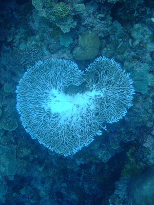 PALAU TOUR<前半KOROR編> PALAU・KOROR_e0184067_19142792.jpg
