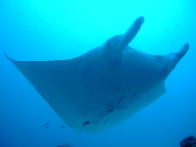 PALAU TOUR<前半KOROR編> PALAU・KOROR_e0184067_1914617.jpg