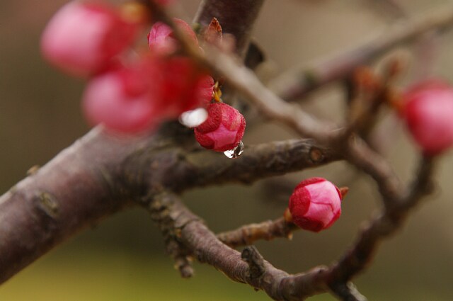 荒山公園梅林　－花編－_a0056769_1471630.jpg