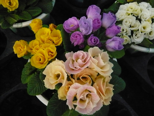 私を駆り立てるもの・・・・・・・・子供たちに本物の花を届けたい・・・・・_b0137969_1928081.jpg